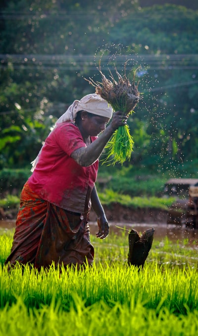 女人收割水稻
